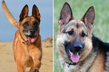 Belgian Malinois German Shepherd Mix: The German Malinois