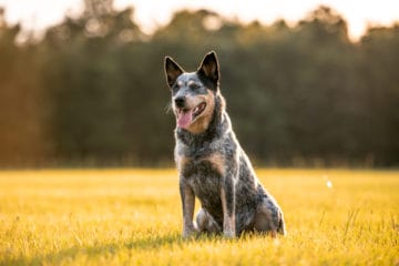 German Shepherd Blue Heeler Mix: A High Energy Companion