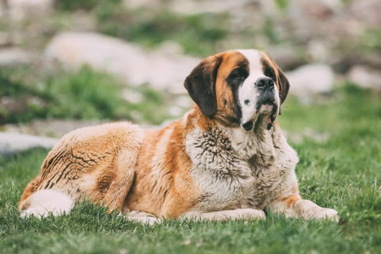 Australian Shepherd Beagle Mix: Your New Feisty Canine Pal?