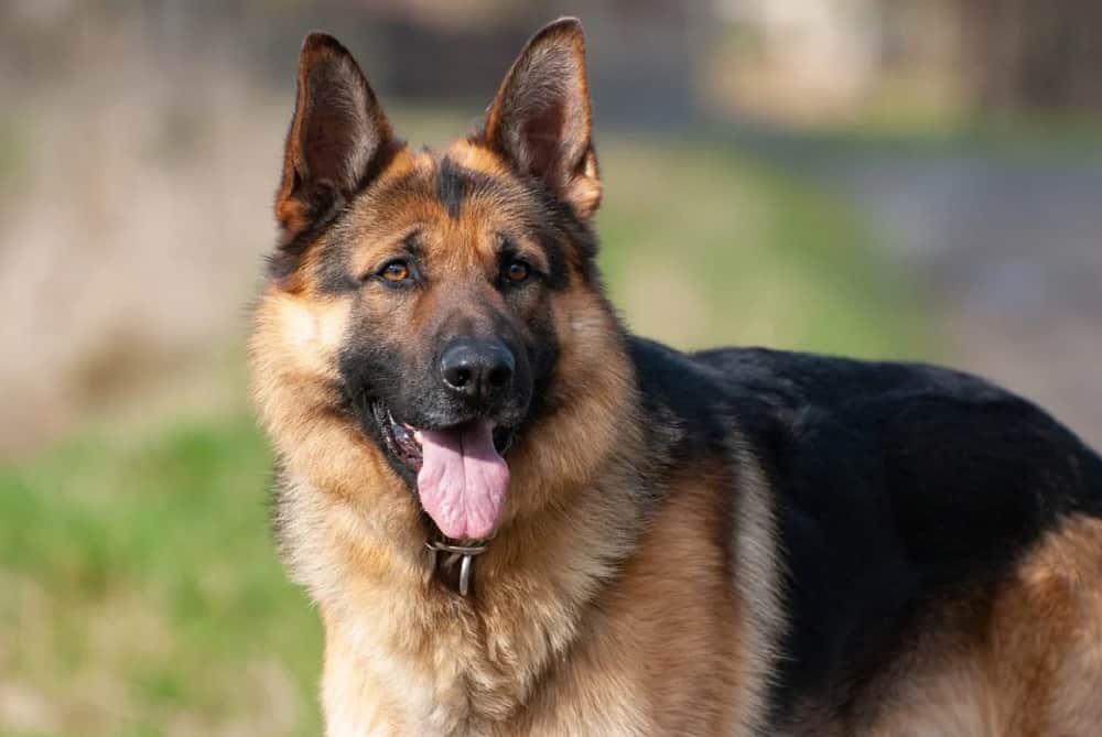 are police dogs only german shepherds