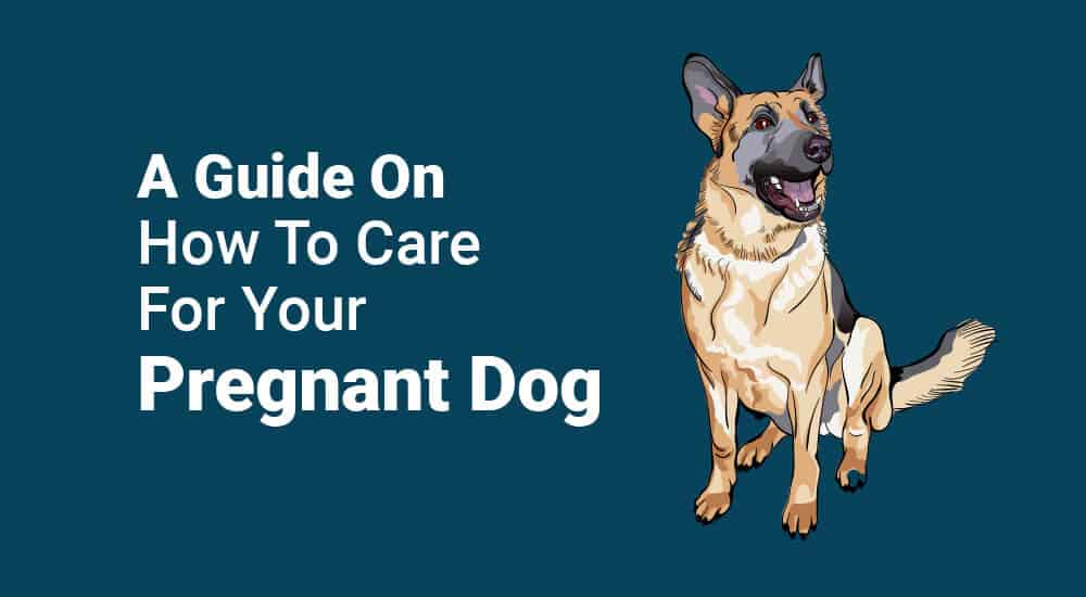 is clavamox safe for pregnant dog
