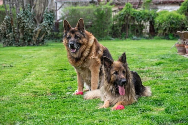 How To Care For German Shepherds in Heat: The Complete Guide