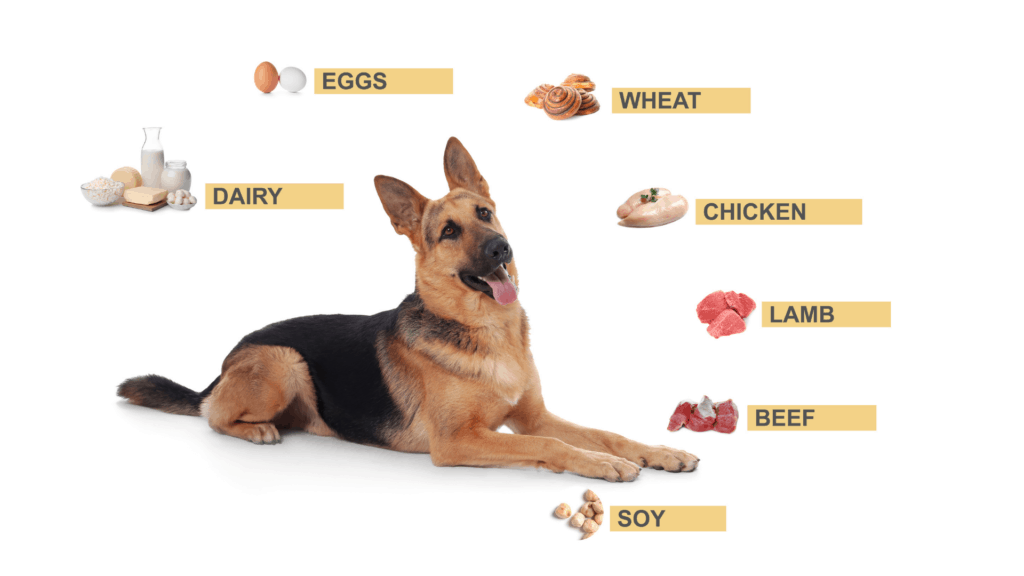 Basic Nutritional Advice For German Shepherds Helpful Tips