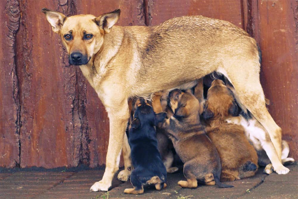 do dogs remember their family