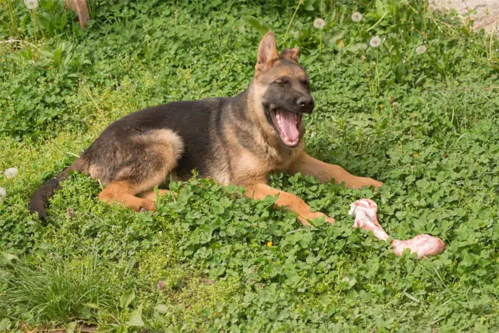 What human food hotsell can german shepherds eat