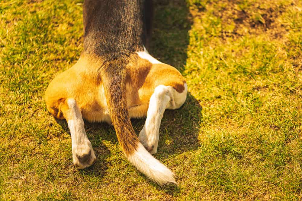why do dogs hind legs collapsed