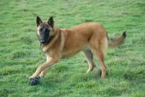 Do Belgian Malinois Shed? How Long Will They Shed?