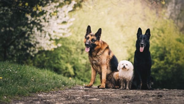 Are German Shepherds Good With Kids? A Comprehensive Guide