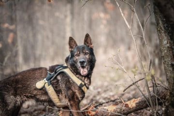 Can a German Shepherd Be a Hunting Dog: Good Fit for a GSD?