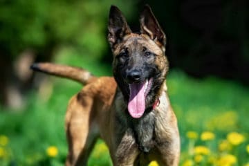 Female Vs Male Belgian Malinois: Which Gender Is Best?