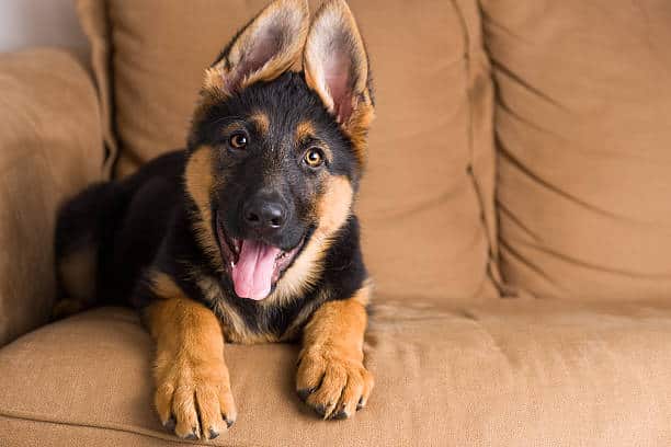 how old are german shepherds when their ears stand up