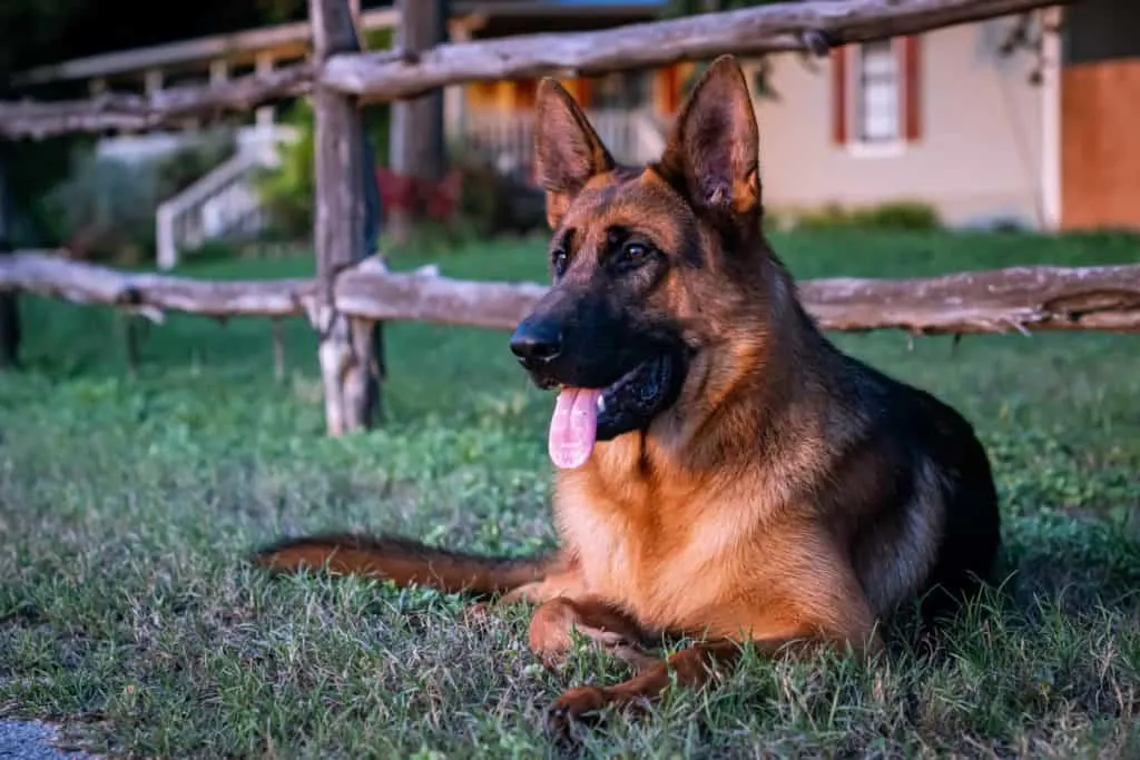 are german shepherds fence jumpers