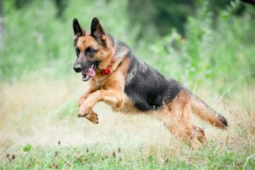 German Shepherd vs Beauceron: How To Get the Better Dog For You