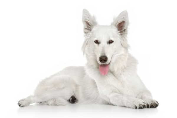 White Swiss Shepherd: The Berger Blanc Suisse Herding Dog