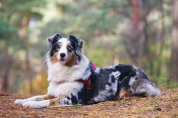 Australian Shepherd: How to Plan For the Best Family Dog