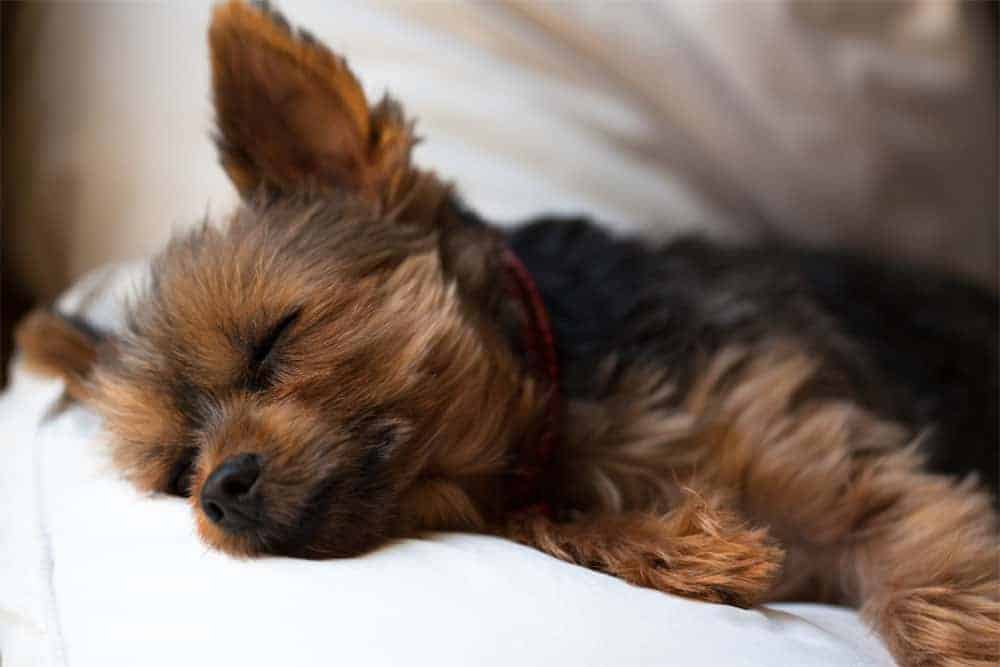 can dogs catch stomach bugs from humans