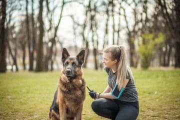 How to Give German Shepherd Dogs Affection: A Comprehensive Guide