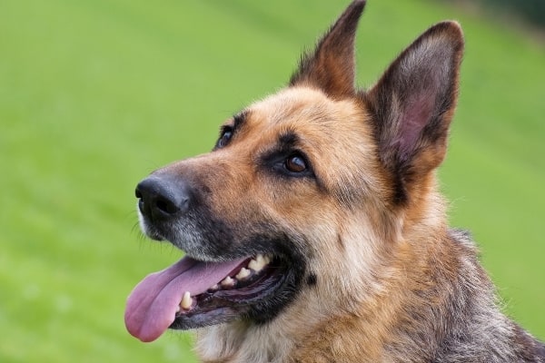 My German Shepherd Is Too Friendly With Strangers: How to Socialize