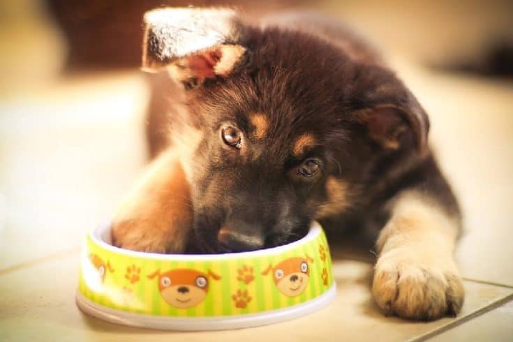 7 Best Dog Food for German Shepherd Puppies - Wet & Dry