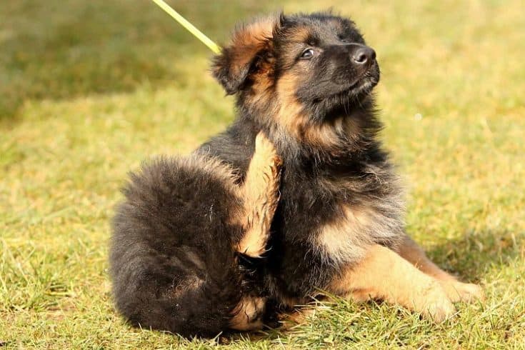 8 Best Flea Treatments for German Shepherds | Anything German Shepherd