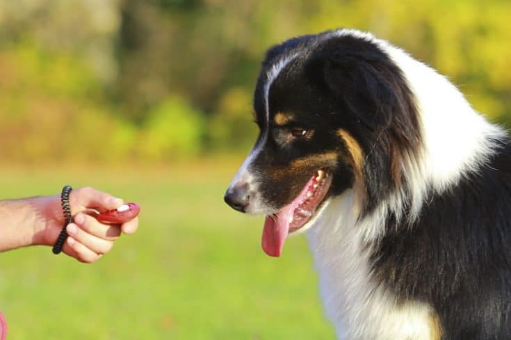 Black Australian Shepherd: The Complete Breed Guide