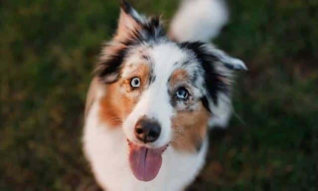 Black Australian Shepherd: The Complete Breed Guide