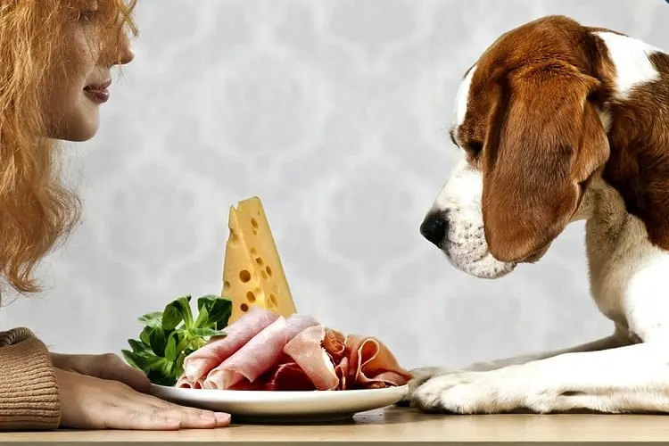 can dogs have deli meat