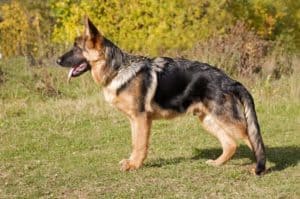 Everything you Need to Know About Your 5-Month-Old German Shepherd ...