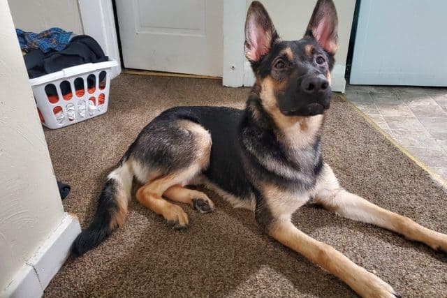 How to Take Care of an 8-Month-Old German Shepherd | Anything German ...