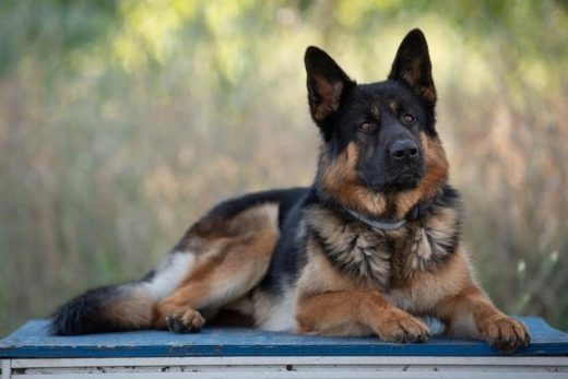 How to Take Care of an 8-Month-Old German Shepherd | Anything German ...