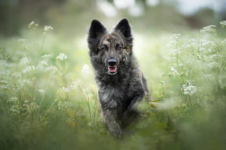 Meet the Shiloh Shepherd: Price, Characteristics, and Care | Anything ...