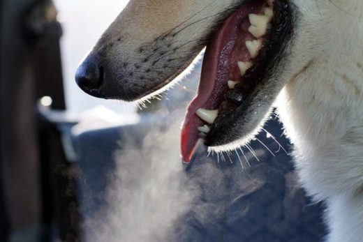 dog-breath-fish-odor-causes-forever-vets