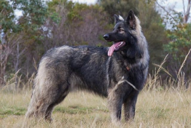 Meet the Shiloh Shepherd: Price, Characteristics, and Care | Anything ...