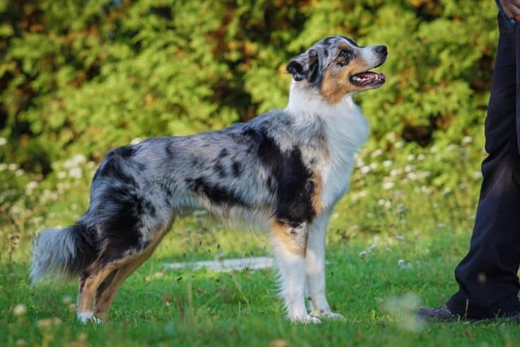 Everything You Need to Know About the Short-Haired Australian Shepherd ...