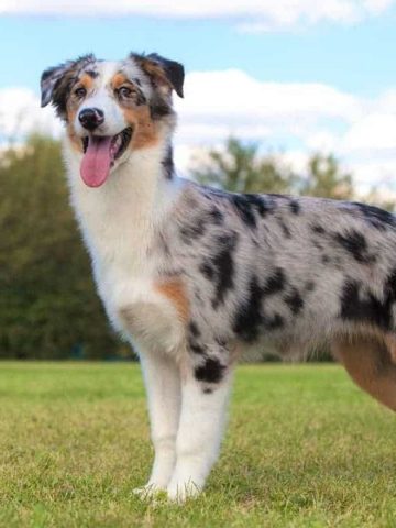 Why Do Australian Shepherds Have Docked Tails? | Anything German Shepherd