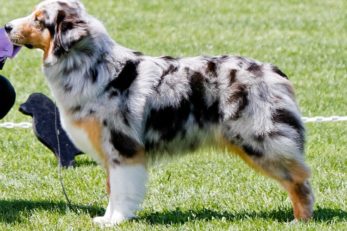 Why Do Australian Shepherds Have Docked Tails? | Anything German Shepherd