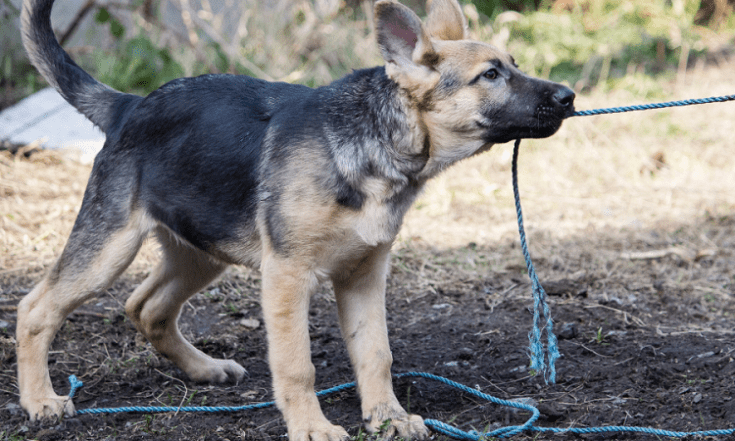 Everything you Need to Know About Your 5-Month-Old German Shepherd ...