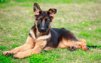 How to Take Care of a 3-Month-Old German Shepherd | Anything German ...