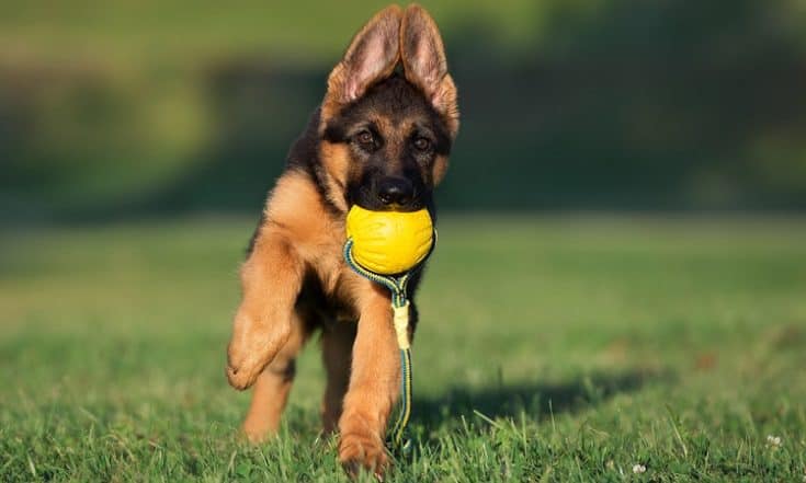 How to Take Care of a 3-Month-Old German Shepherd | Anything German ...