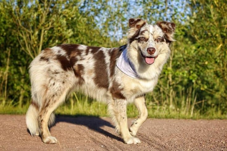 Everything You Need to Know About the Short-Haired Australian Shepherd | Anything German Shepherd