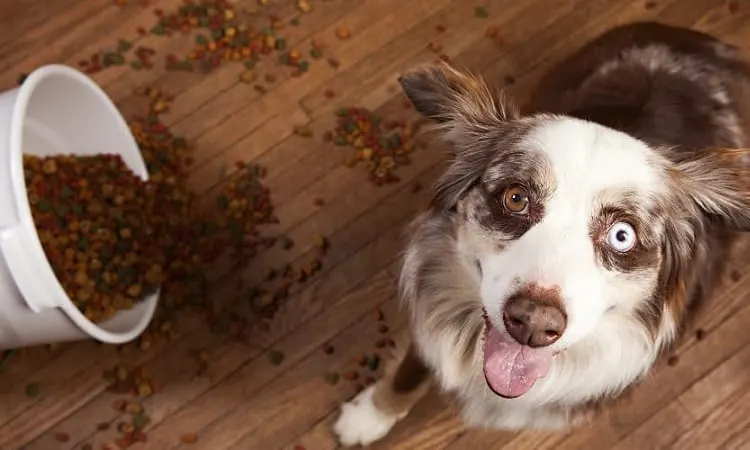 7 Best Dog Foods For Australian Shepherd In 2022 Anything German Shepherd