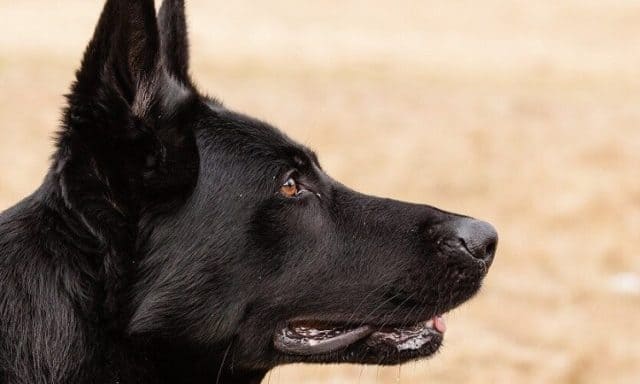 how-to-breed-german-shepherds-everything-you-have-to-know-anything