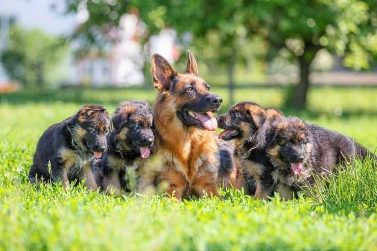 How To Breed German Shepherds - Everything You Have To Know 