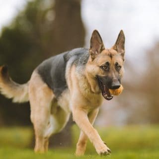 Presa Canario German Shepherd Mix: Meet This Unstoppable Protection K-9