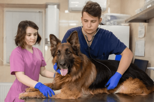 How to Breed German Shepherds - Everything You Have to Know | Anything ...