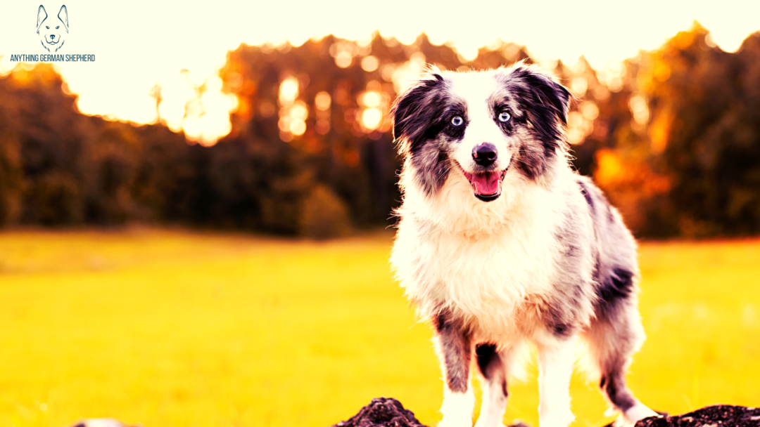 Australian Shepherd Heat Tolerance (FAQs & Top Tips)