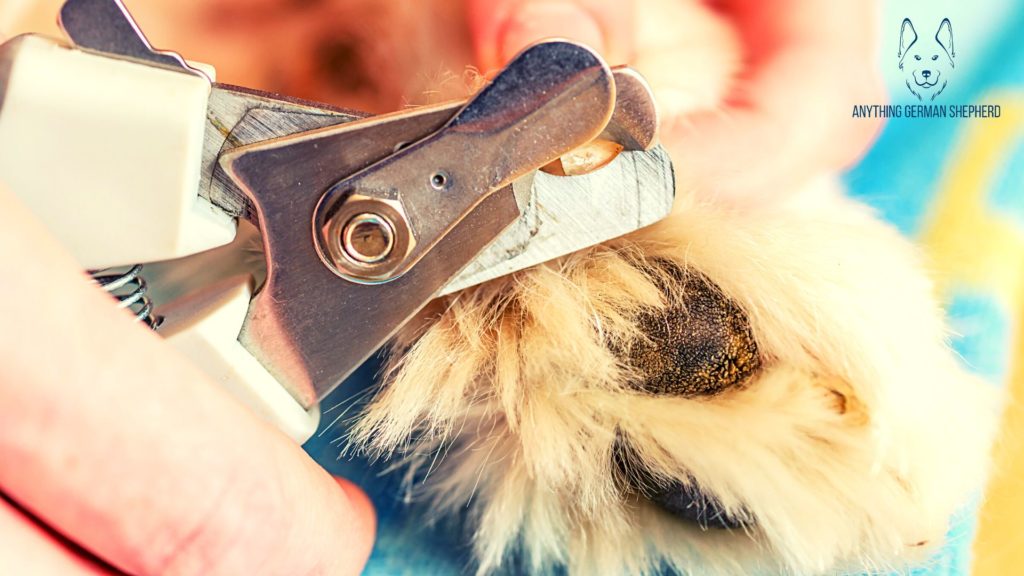 The Top 9 Dog Nail Clippers For German Shepherds