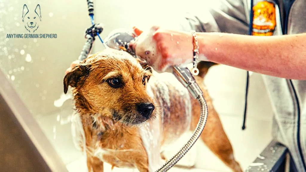 what is the best antifungal shampoo for dogs