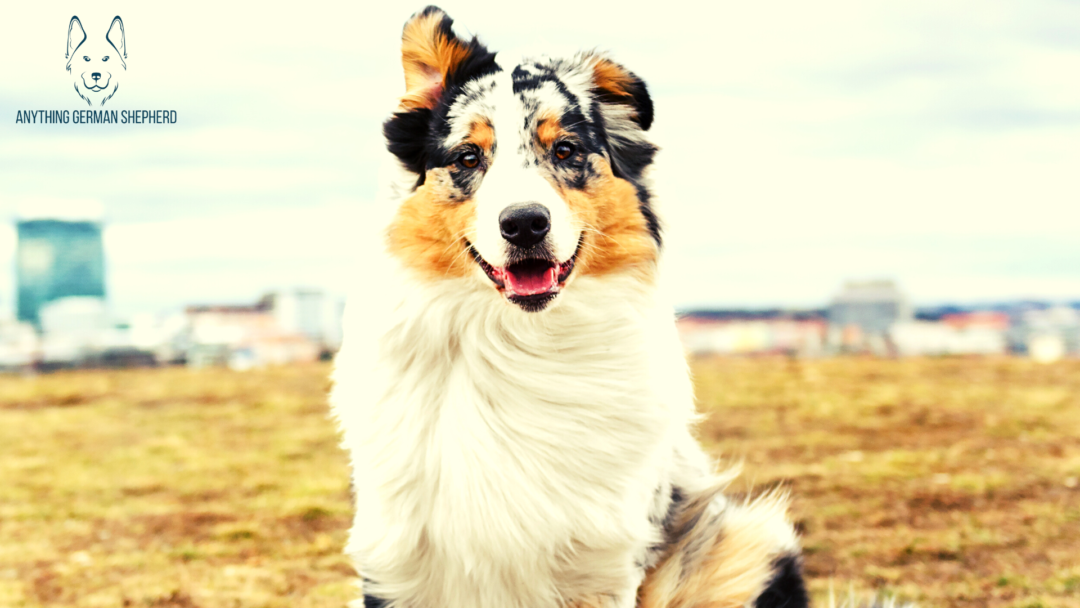 Do Australian Shepherds Bark A Lot? (Causes & Quick Fixes)