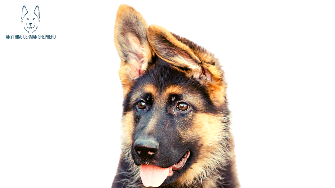 German Shepherd Ears Chart: 12 Different Shapes | Anything German Shepherd